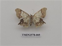 藏品(尺蛾88)的圖片